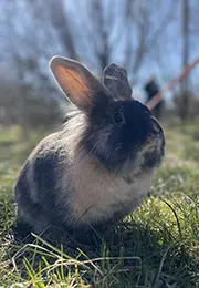 Lulu